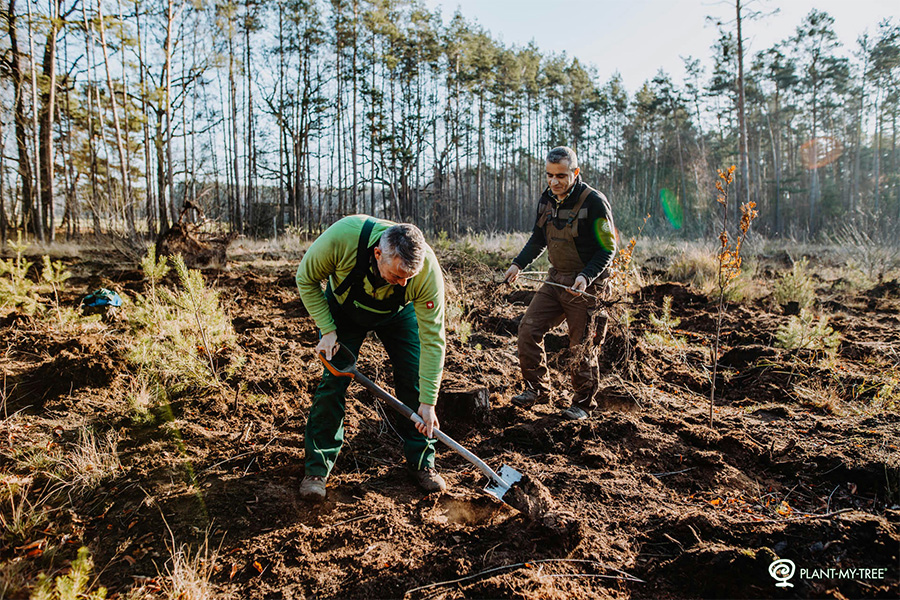 DAT-Unternehmenswald in Kooperation mit Plant-my-Tree®